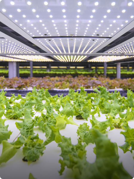 Horticulture Lighting