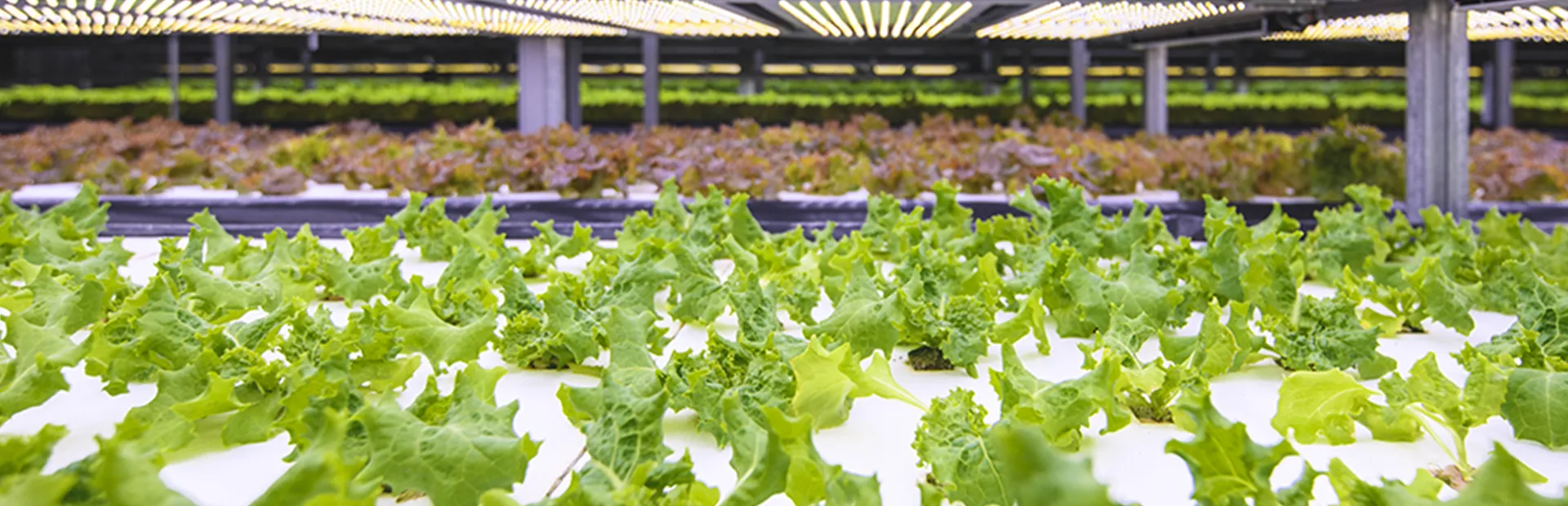 Horticulture Lighting