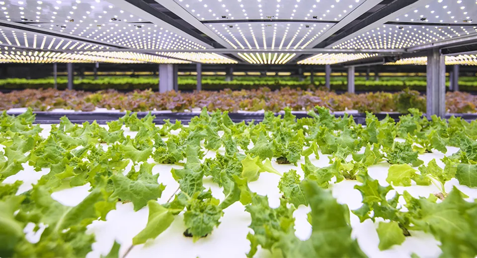 Horticulture Lighting